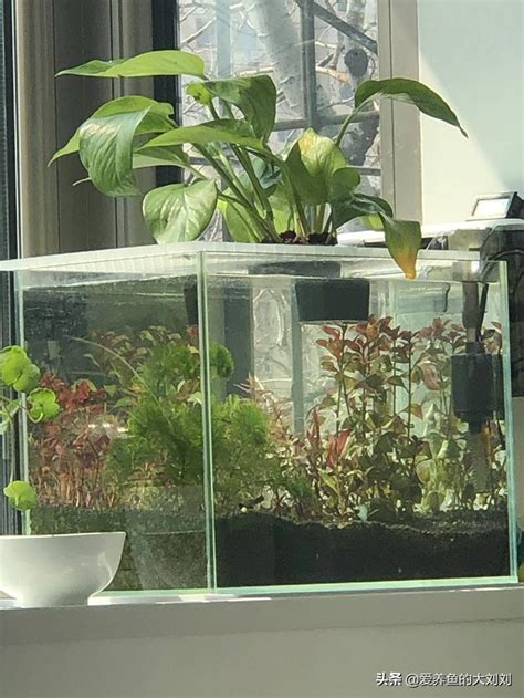 家裡適合養什麼魚|養魚新手入門：12個教學讓你養魚一次上手（新手必讀）